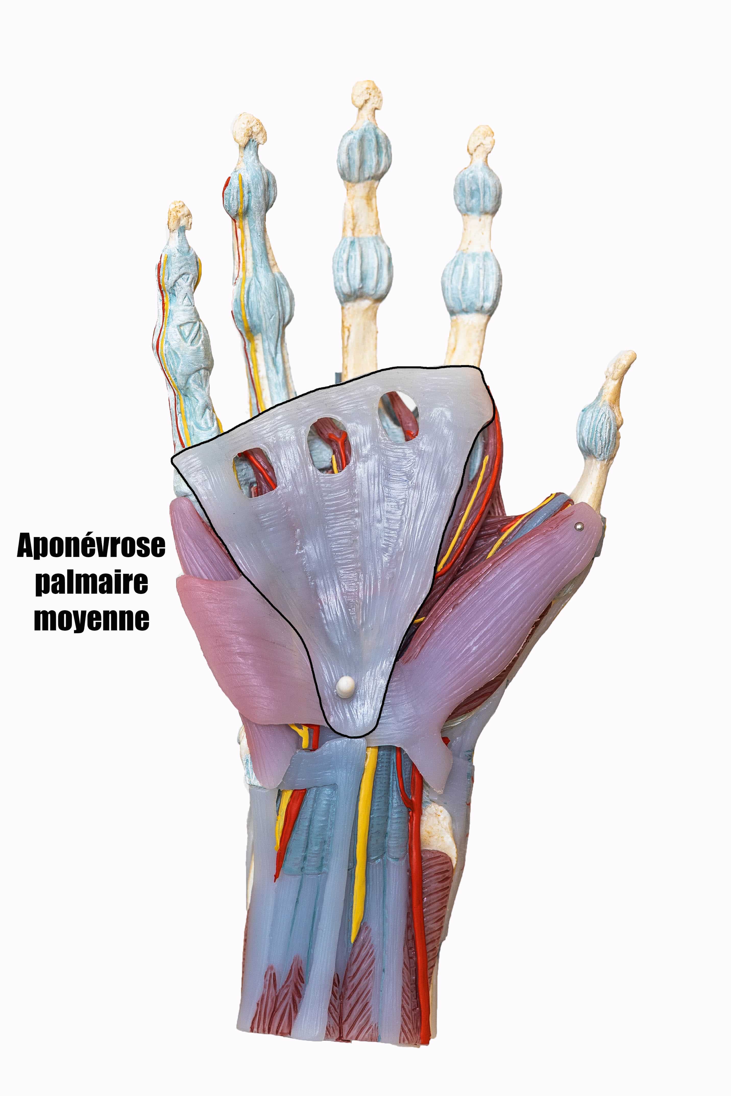 Paume de la main : anatomie, pathologies, traitements